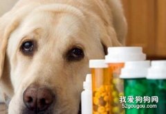 狗狗可以吃阿莫西林嗎?