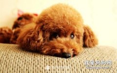 益生菌可以給狗狗吃嗎?