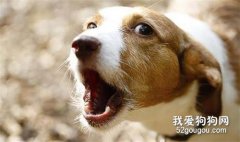 狗狗對著人吠叫的常見原因