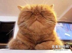 家里貓咪掉毛很厲害是什么原因?