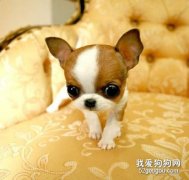 狗狗身上有螨蟲怎么辦？ 2招殺滅1招預防！