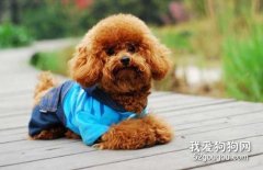 狗狗支氣管炎的癥狀 狗狗支氣管炎該怎么治？