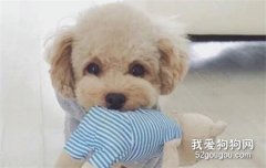 狗狗可以吃避孕藥 你這是要害死狗狗