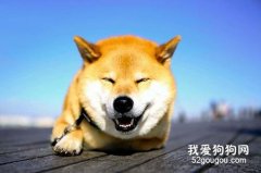 狗狗嘴巴潰瘍怎么辦？ 如何治療？