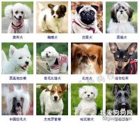小型犬品種大全 這些狗狗你想養哪只？