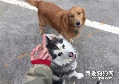 女子鞋子被金毛咬走，她硬生生追了一條街，最后有點哭笑不得！