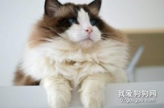 布偶貓冬天毛色會變深嗎？
