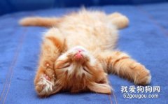 貓咪一天要睡多久算正常？