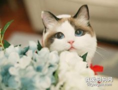 貓需要補充什么 這些營養元素一定要知道