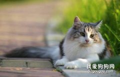 貓咪嘔吐是怎么回事 貓咪嘔吐的原因有哪些