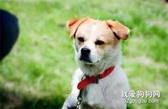 狗狗過多久能忘記主人？看完之后很傷心