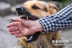 被狗緊咬不放怎樣快速讓其松口？很多人不知道！
