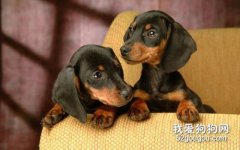 臘腸犬不能吃什么東西 臘腸犬不能吃的食物介紹