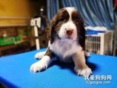 史賓格幼犬怎么養護 史賓格幼犬照顧護理技巧