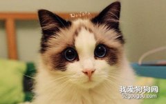 布偶貓什么時候發腮爆毛?