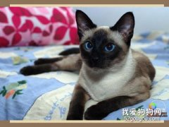 暹羅貓性格好嗎 挖煤貓適合飼養在家里嗎?