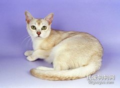波米拉貓性格怎么樣 波米拉貓性格介紹