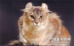 美國卷耳貓傳染性鼻氣管炎怎么治療