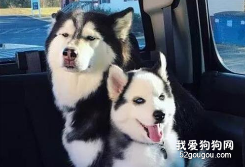網友買了一只二哈回家，阿拉立馬認它做大哥，這頭型很適合！
