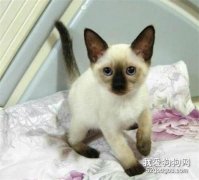 暹羅貓幼貓肺炎的癥狀與治療