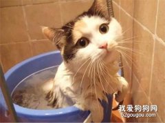 貓咪冬天能洗澡嗎 冬天洗澡的正確步驟和方法