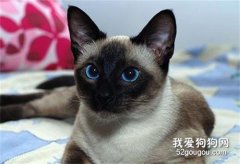 暹羅貓淘氣嗎?暹羅貓有哪些優缺點?