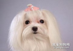 秋季狗狗會發情嗎?