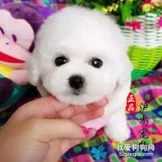 狗狗胃炎會自愈嗎?狗狗胃炎的癥狀和病因介紹