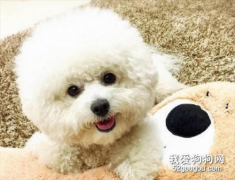 玩賞犬主要是什么樣的狗狗?
