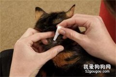 貓咪的體外驅蟲藥如何使用?