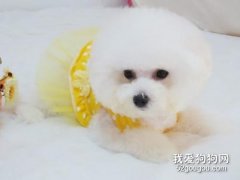 訓練比熊狗狗的時候有哪些注意事項？