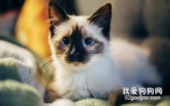 暹羅貓適合新手養嗎?