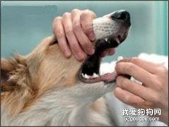 給生病狗狗喂藥的小竅門