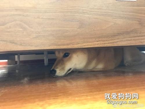 狗狗為什么喜歡鉆床底下？