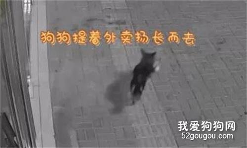 女主播深夜點外賣頻繁被偷，狗子：不是偷，是撿！