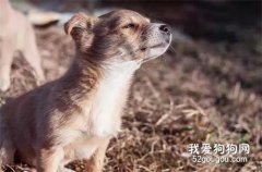流浪狗的冬天，是你想象不到的艱難