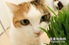 貓咪多大可以吃貓草?吃貓草有什么好處嗎?