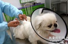 狗狗注射疫苗的注意事項和不良反應