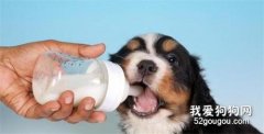 狗狗吃什么補鈣?