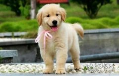 狗可以吃花生嗎？