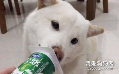 狗可以喝酸奶嗎？盡量可以避免乳糖不耐受的情況！