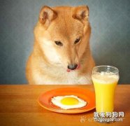 狗可以吃蛋黃嗎 蛋黃可以吃，但是蛋白絕對不行！