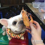 狗可以吃蝦嗎 海峽類的食物對狗狗都不友好！