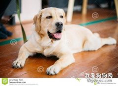 狗狗撓地板什么意思 還不趕緊修剪指甲