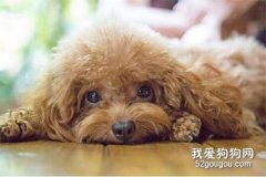狗狗腎衰竭的種類和癥狀以及治療方法