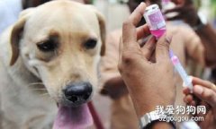 狗狗有必要打八聯嗎?狗狗注射疫苗的區別和功效介紹
