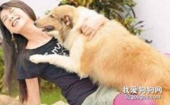 如何糾正狗狗撲人的壞習慣？