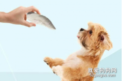 訓練狗狗時給的獎勵零食有哪些？