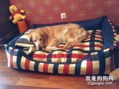 怎么訓練狗狗習慣睡狗窩呢？