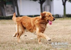 狗狗出門不聽話，主人叫不回來應該怎么辦？